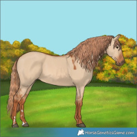 Horse Color:Red Dun 