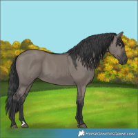 Horse Color:Grullo 