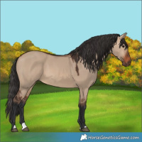 Horse Color:Brown Dun 