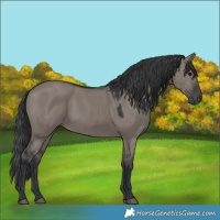 Horse Color:Grullo 