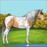 Horse Color:Buckskin Tobiano 