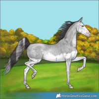 Horse Color:Platinum Sable Cream Champagne Splash