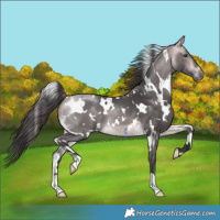 Horse Color:Platinum White Spotted Buckskin