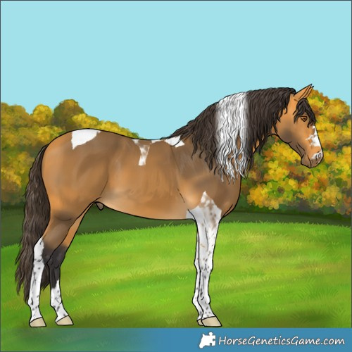 Horse Color:Unknown 