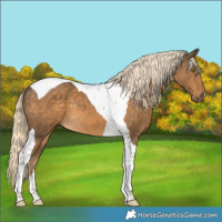 Horse Color:Chocolate Palomino Tobiano