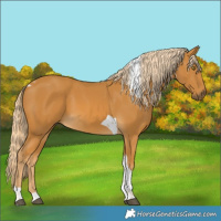 Horse Color:Palomino Tobiano
