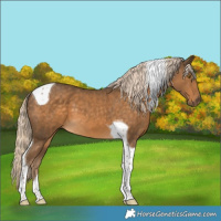Horse Color:Chocolate Palomino Tobiano 