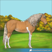 Horse Color:Palomino Tobiano 