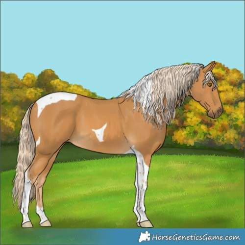 Horse Color:Palomino Tobiano 