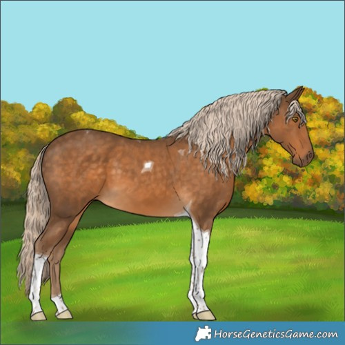 Horse Color:Chocolate Palomino Tobiano 