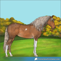 Horse Color:Chocolate Palomino Tobiano