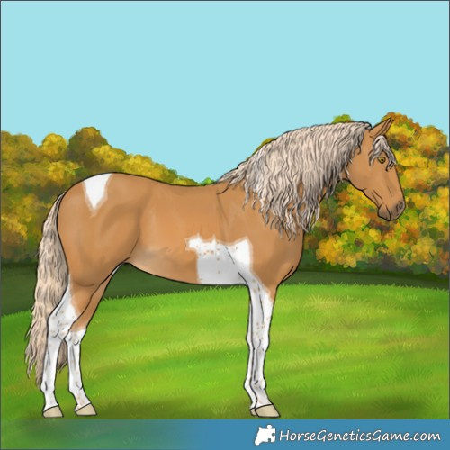 Horse Color:Palomino Tobiano 