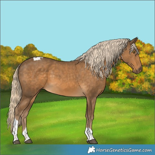 Horse Color:Chocolate Palomino Tobiano 