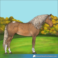 Horse Color:Chocolate Palomino Tobiano