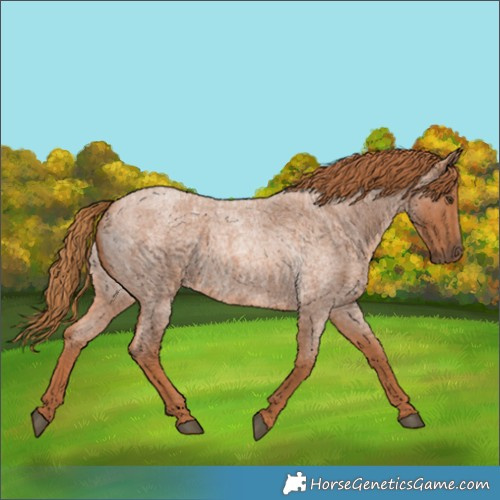 Horse Color:Red Roan
