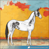 Horse Color:White Spotted Smoky Black Tobiano 