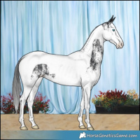 Horse Color:White Spotted Black Splash Tobiano 