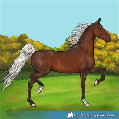 Horse Color:Liver Chestnut Mushroom 