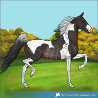 Horse Color:Brown Mushroom Tobiano Rabicano 