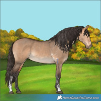 Horse Color:Bay Dun Tobiano Rabicano