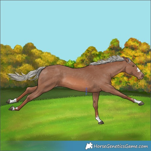 Horse Color:Chestnut Mushroom Varnish 