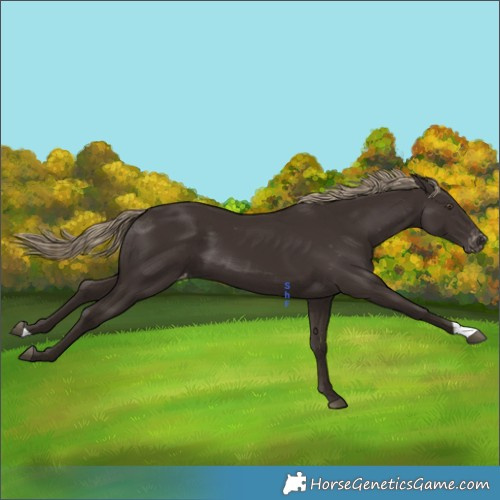 Horse Color:Liver Chestnut Varnish 