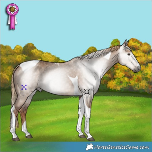 Horse Color:Gray Red Dun Tobiano 