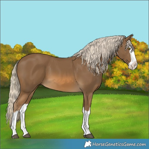 Horse Color:Chocolate Palomino Splash 