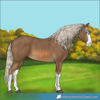 Horse Color:Chocolate Palomino Splash 