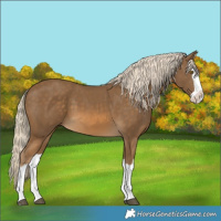 Horse Color:Chocolate Palomino Splash 