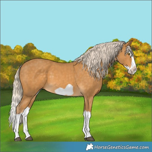 Horse Color:Palomino Splash Frame