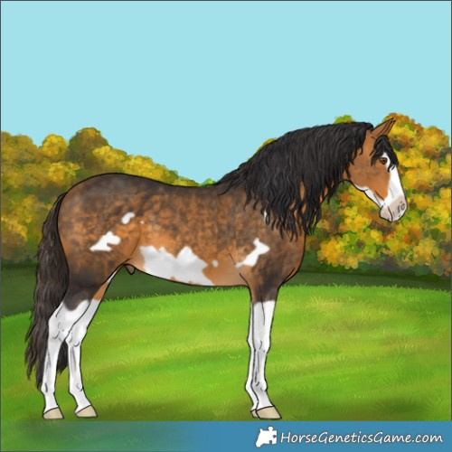 Horse Color:Buckskin Splash Frame 