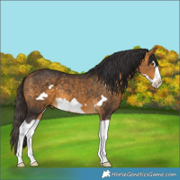 Horse Color:Buckskin Splash Frame