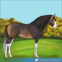 Horse Color:Buckskin Splash 