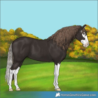 Horse Color:Liver Chestnut Splash 