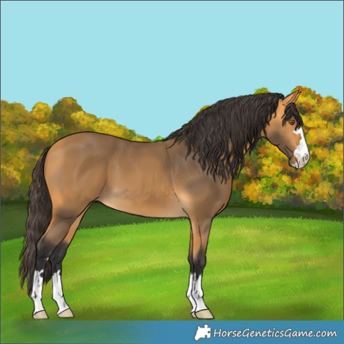 Horse Color:Buckskin 