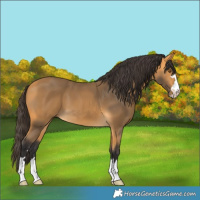 Horse Color:Buckskin