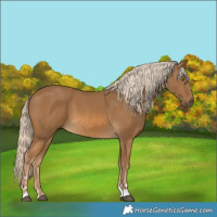 Horse Color:Chocolate Palomino 