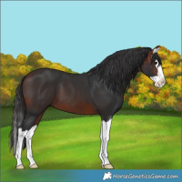 Horse Color:Brown Splash