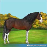 Horse Color:Brown Splash 