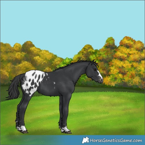 Horse Color:Black Appaloosa 