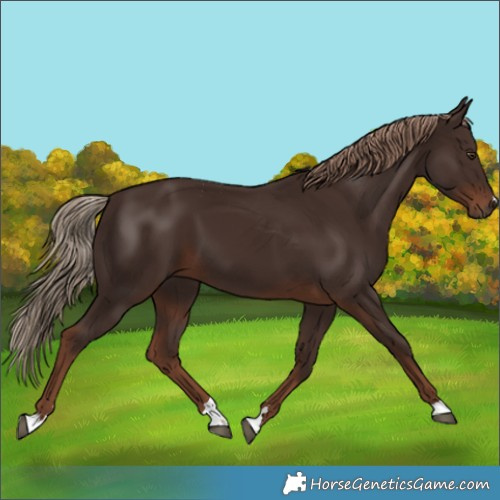 Horse Color:Liver Chestnut 