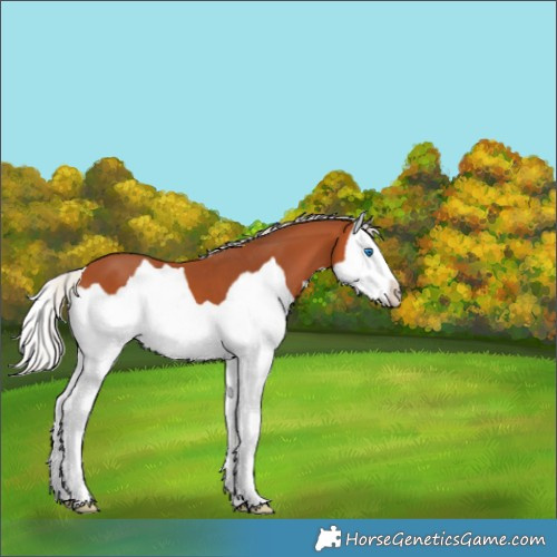 Horse Color:Silver Bay Splash 