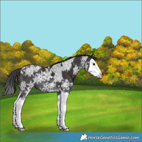 Horse Color:Smoky Black Ice Splash