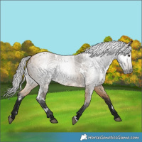 Horse Color:Gray White Spotted Buckskin Roan 