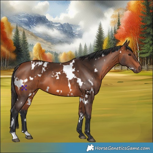Horse Color:White Spotted Bay 