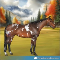 Horse Color:White Spotted Bay 
