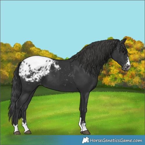 Horse Color:Black Appaloosa 