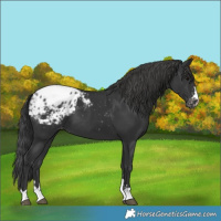 Horse Color:Black Appaloosa 