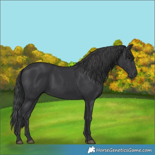 Horse Color:Black 
